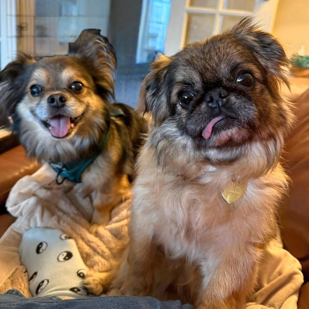 Dusty — thumbnail 5