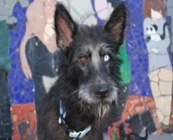 Enlarge BELLA, a ADOPTABLE Picardy Sheepdog in Miami, FL image 1/1