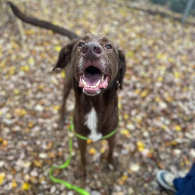 Enlarge ELM 38 (Buddy), a Adoptable Mixed Breed in Gadsden, AL image 1/5