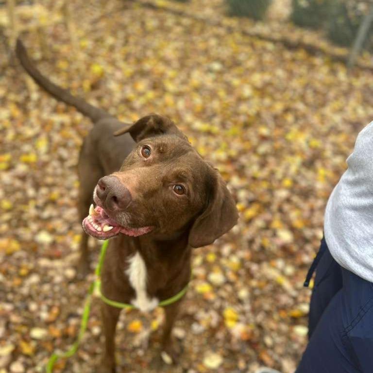 Enlarge ELM 38 (Buddy), a Adoptable Mixed Breed in Gadsden, AL image 2/5