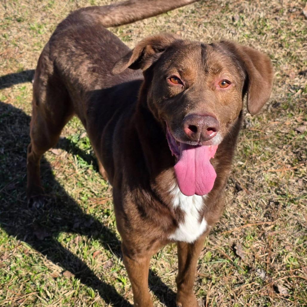 Enlarge ELM 38 (Buddy) (SPONSORED), a Adoptable Mixed Breed in Gadsden, AL image 3/6