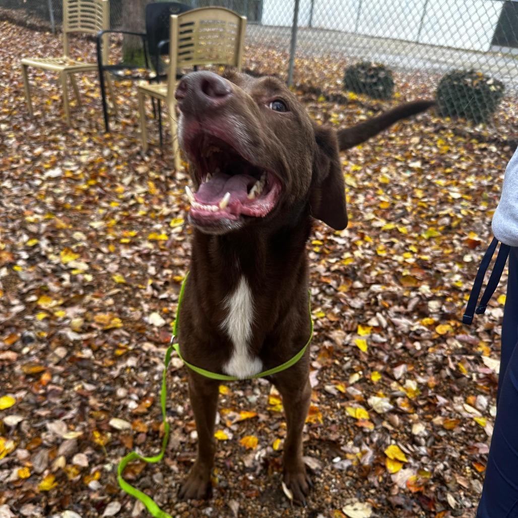 Enlarge ELM 38 (Buddy), a Adoptable Mixed Breed in Gadsden, AL image 4/5