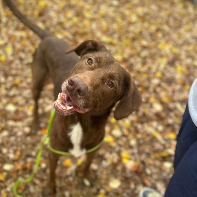 Enlarge ELM 38 (Buddy), a Adoptable Mixed Breed in Gadsden, AL image 5/5