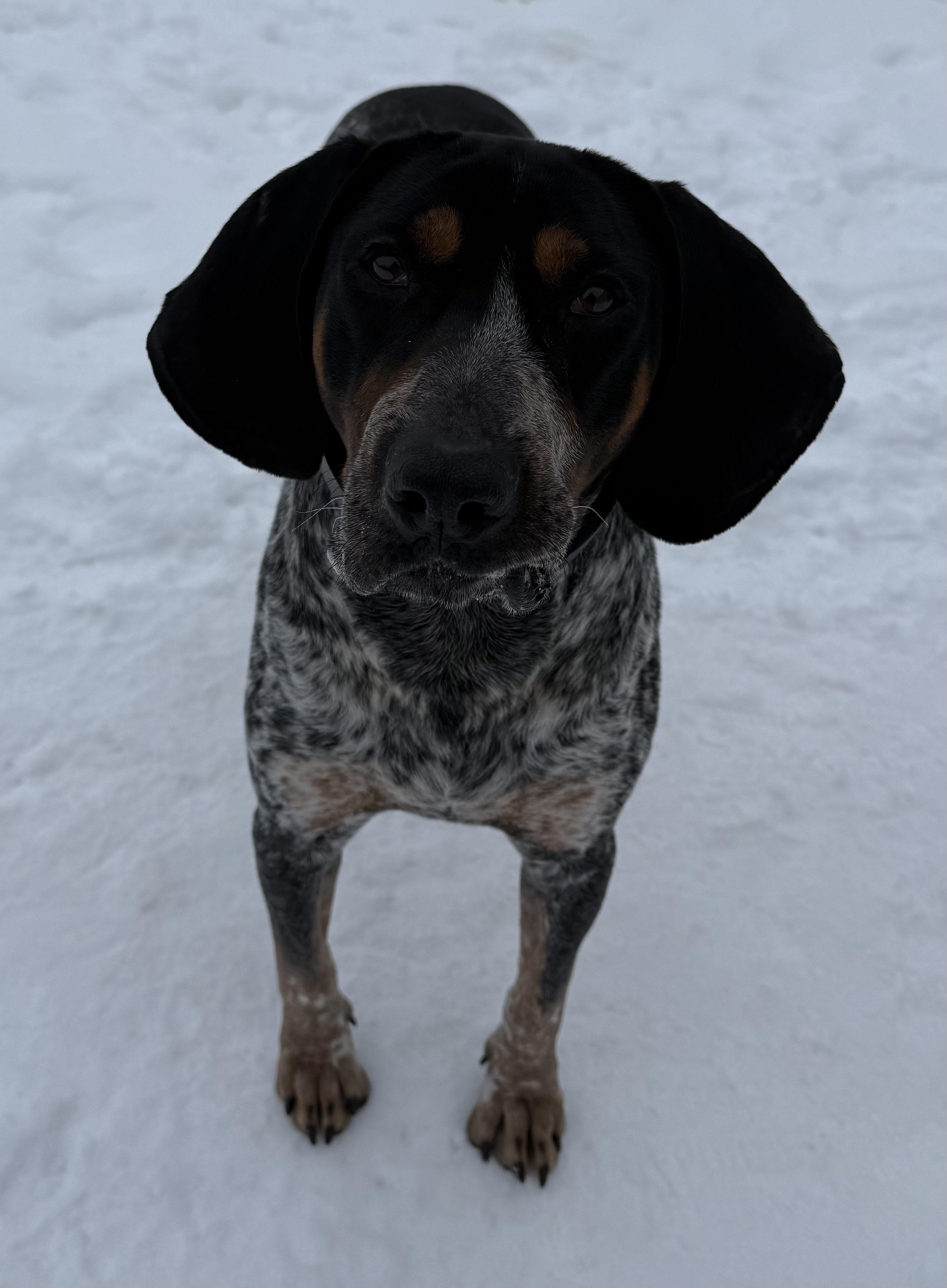 Enlarge Blue, an adopted Bluetick Coonhound in Alpena, MI image 3/3