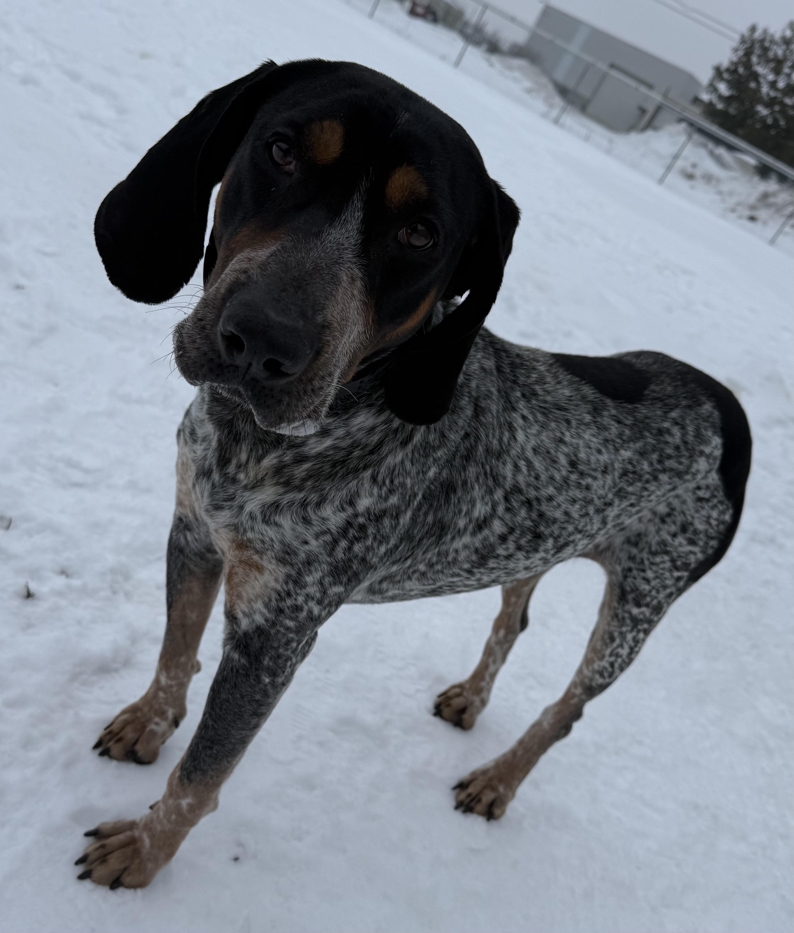 Enlarge Blue, an adopted Bluetick Coonhound in Alpena, MI image 1/3