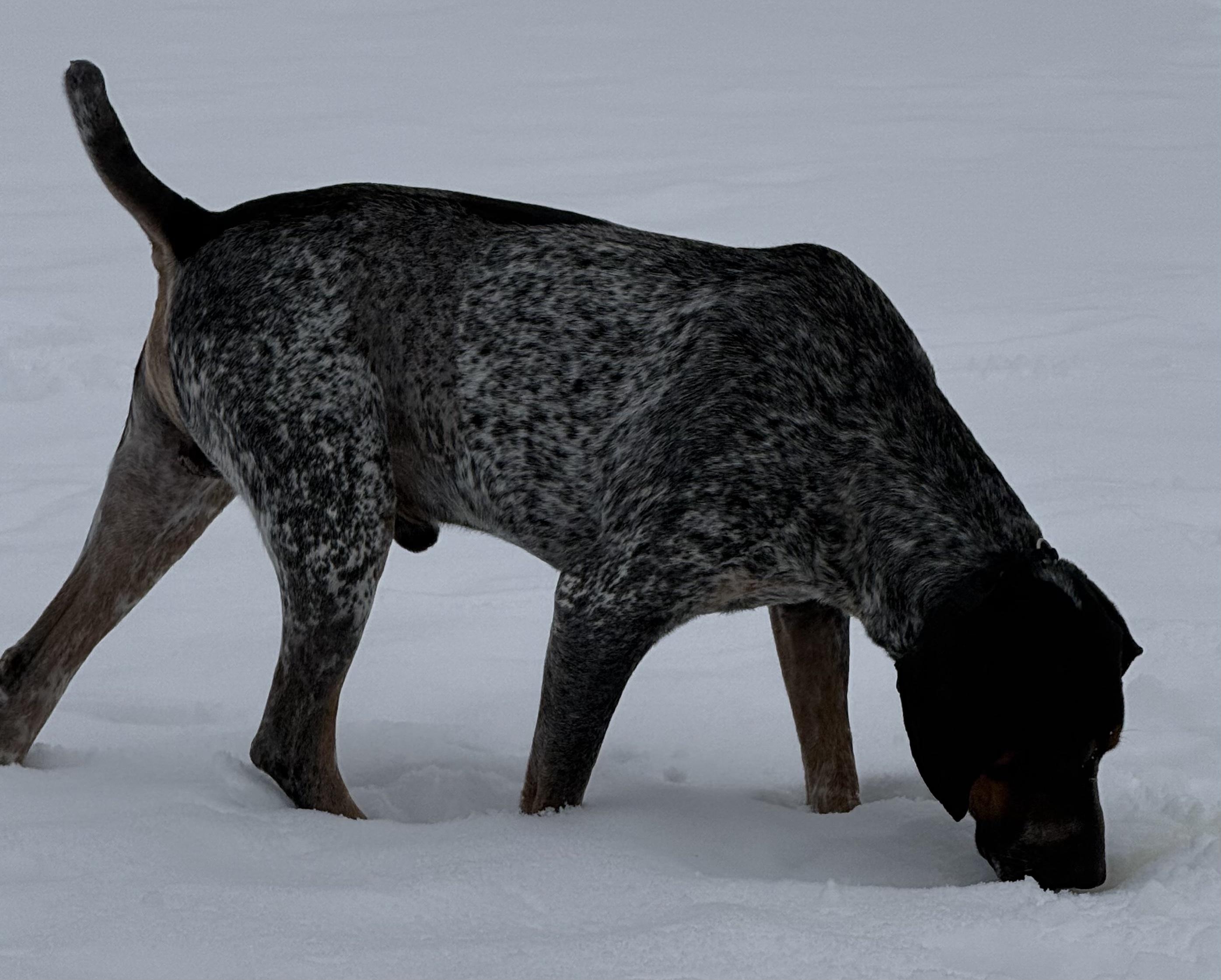 Enlarge Blue, an adopted Bluetick Coonhound in Alpena, MI image 2/3