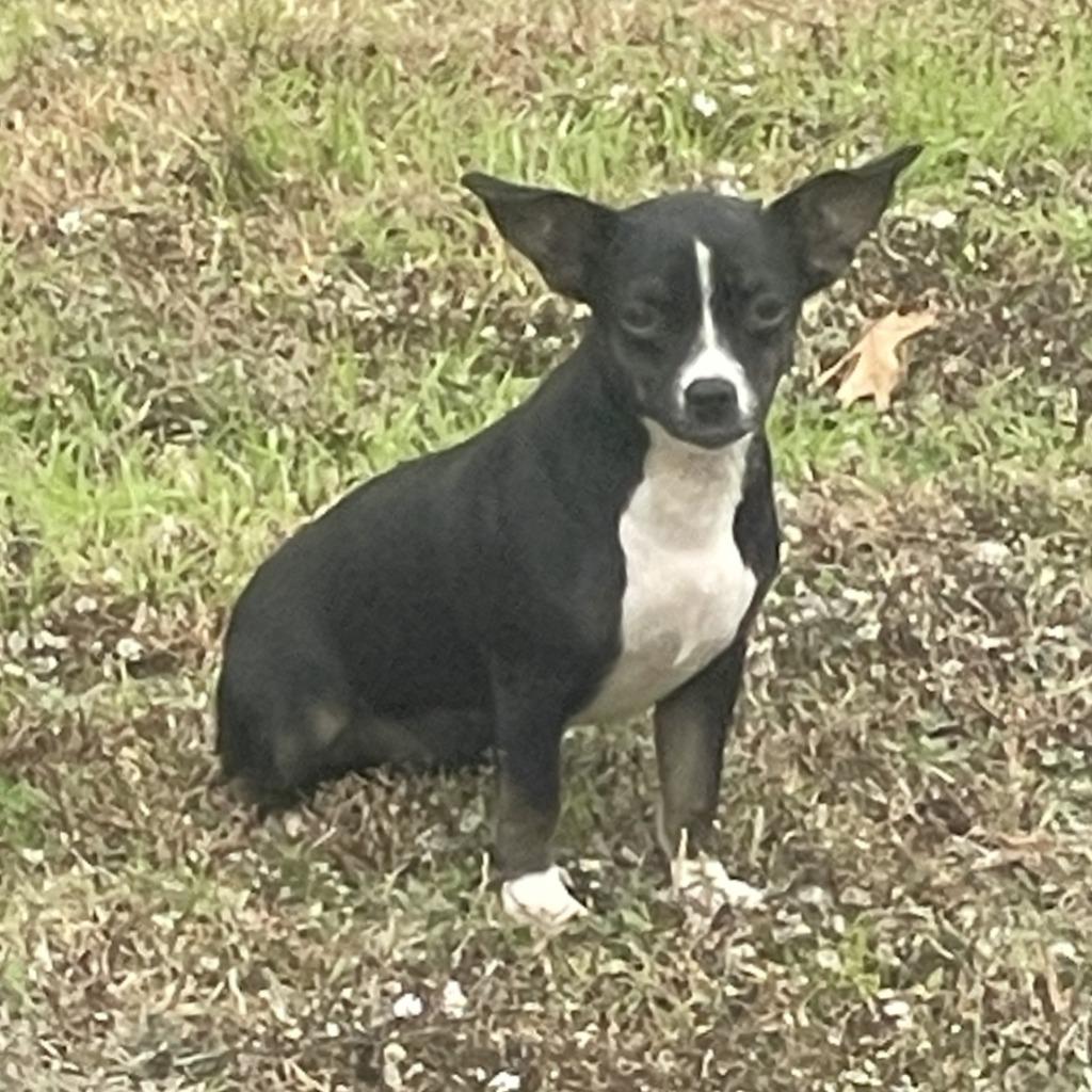 Enlarge Annie, a Adoptable Chihuahua in Brenham, TX image 2/5