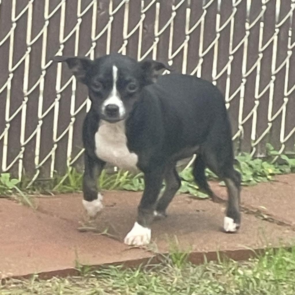 Enlarge Annie, a Adoptable Chihuahua in Brenham, TX image 3/5