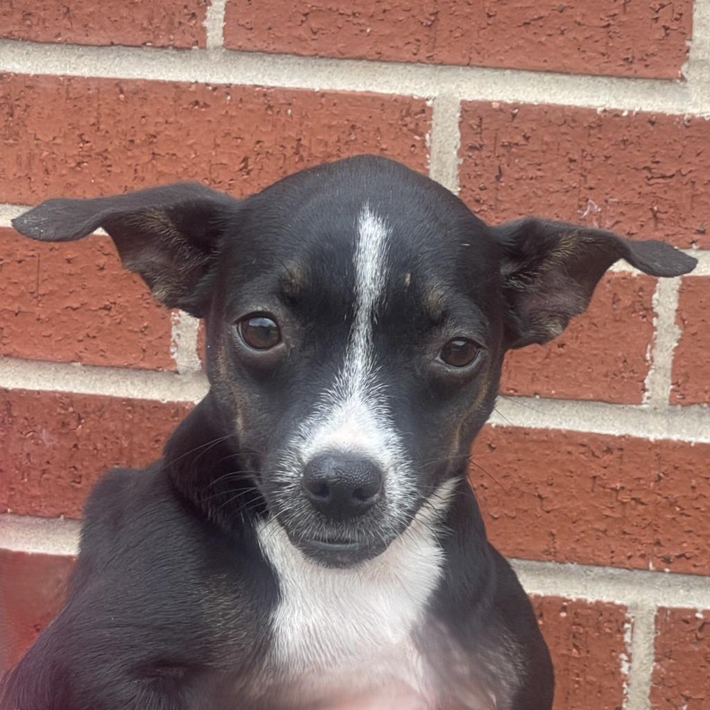 Enlarge Annie, a Adoptable Chihuahua in Brenham, TX image 1/5