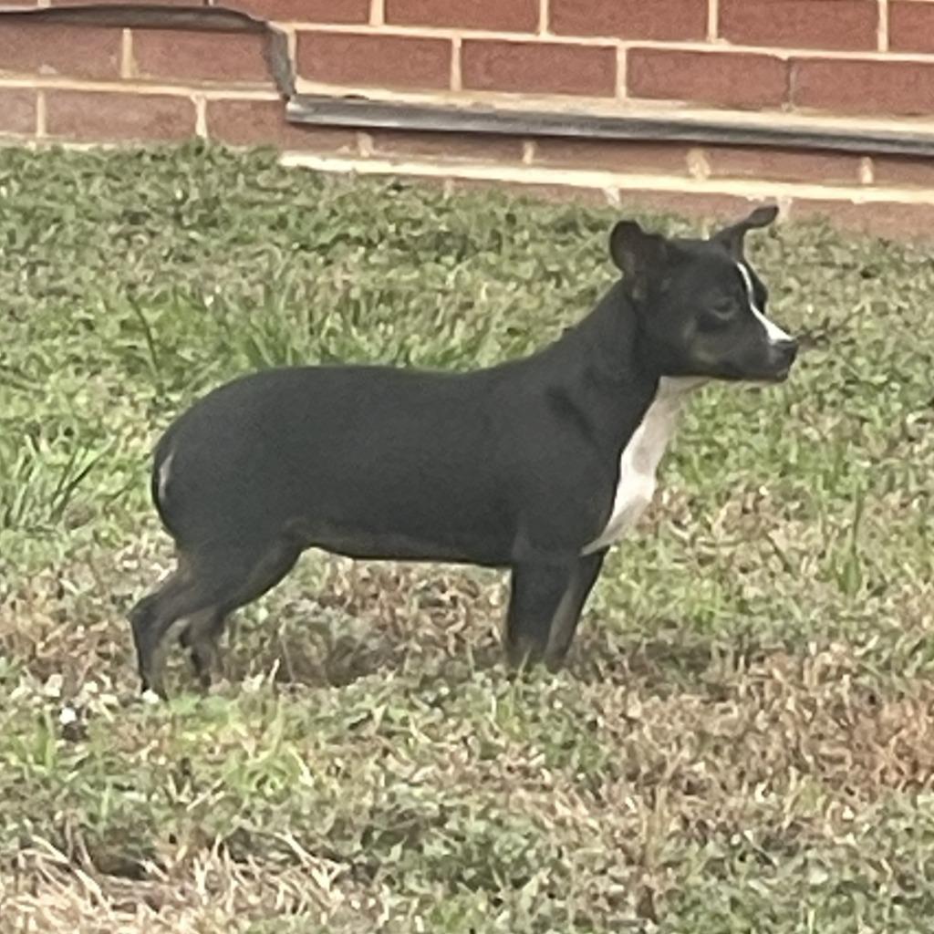 Enlarge Annie, a Adoptable Chihuahua in Brenham, TX image 4/5