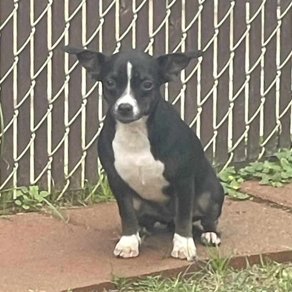 Enlarge Annie, a Adoptable Chihuahua in Brenham, TX image 5/5