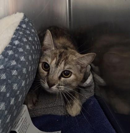 Dash, adopted, Adult Female Domestic Short Hair.