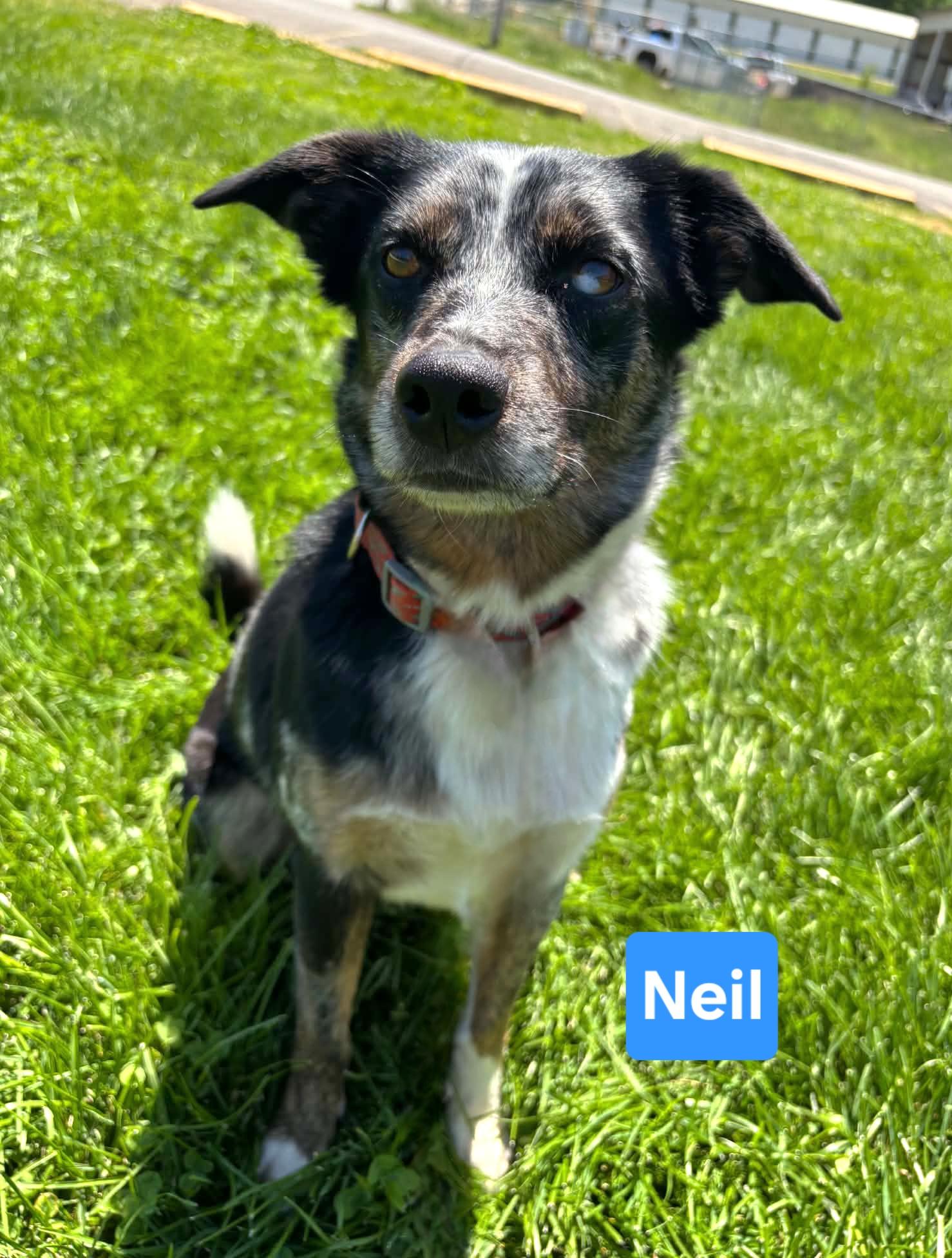 Neil, an adopted mixed breed in Clinton, MO image 2/2