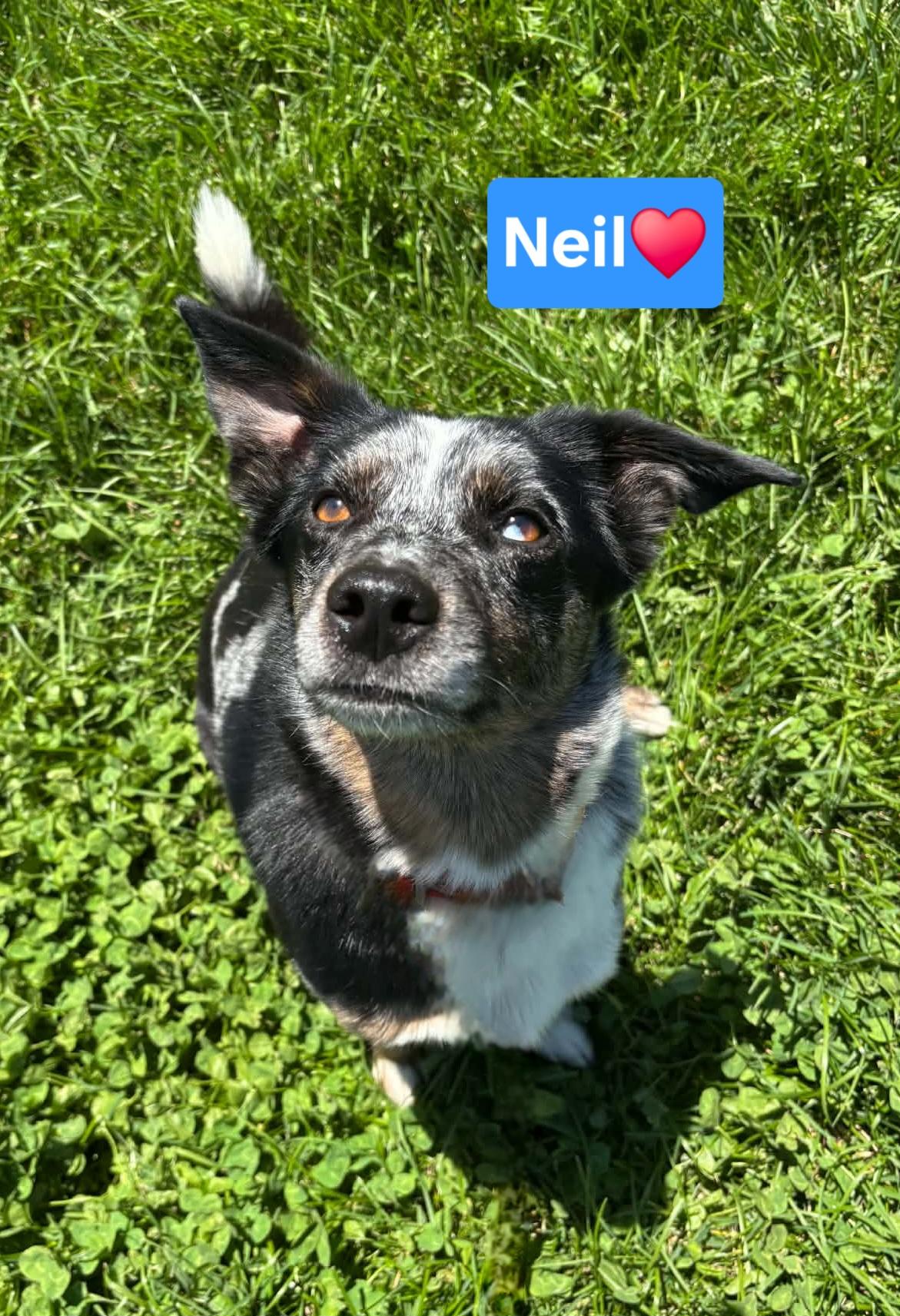 Neil, adopted, Adult Male Australian Cattle Dog / Blue Heeler.