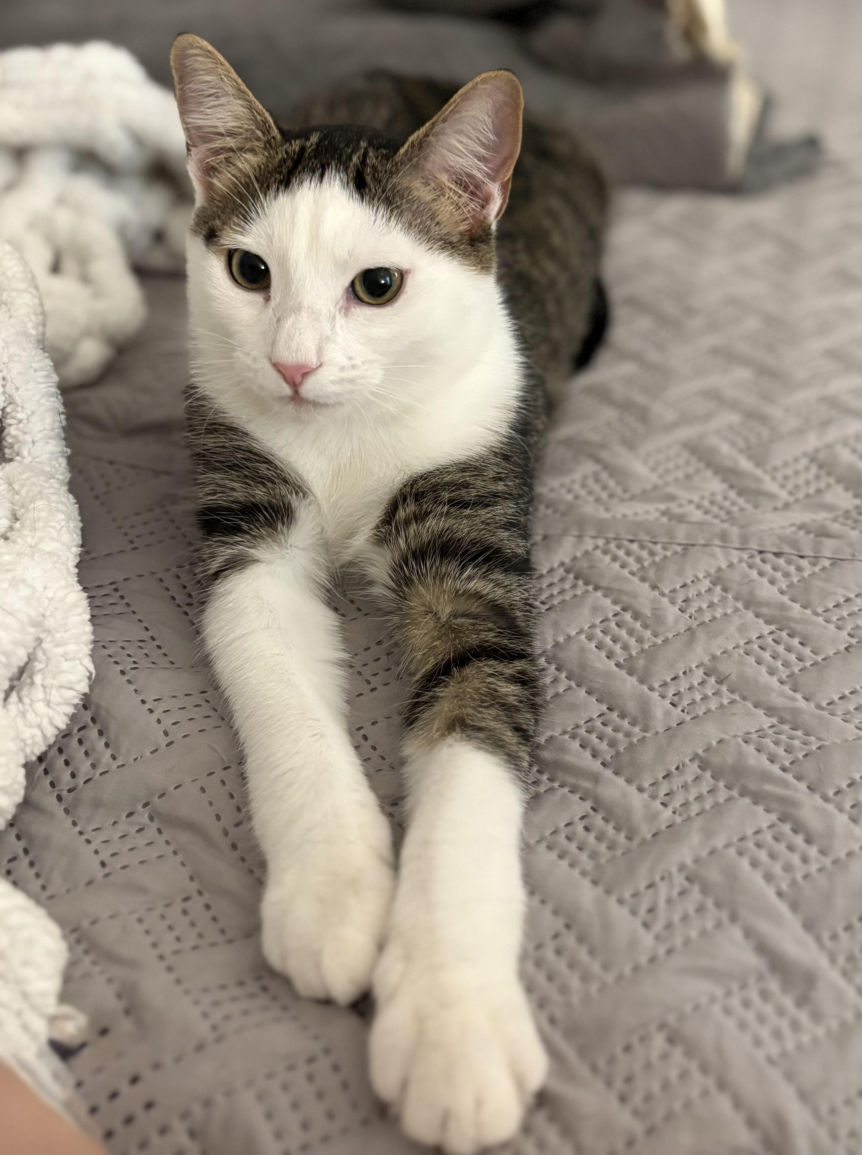 Enlarge Pearl, a Adoptable Domestic Short Hair in Brooksville, FL image 2/5