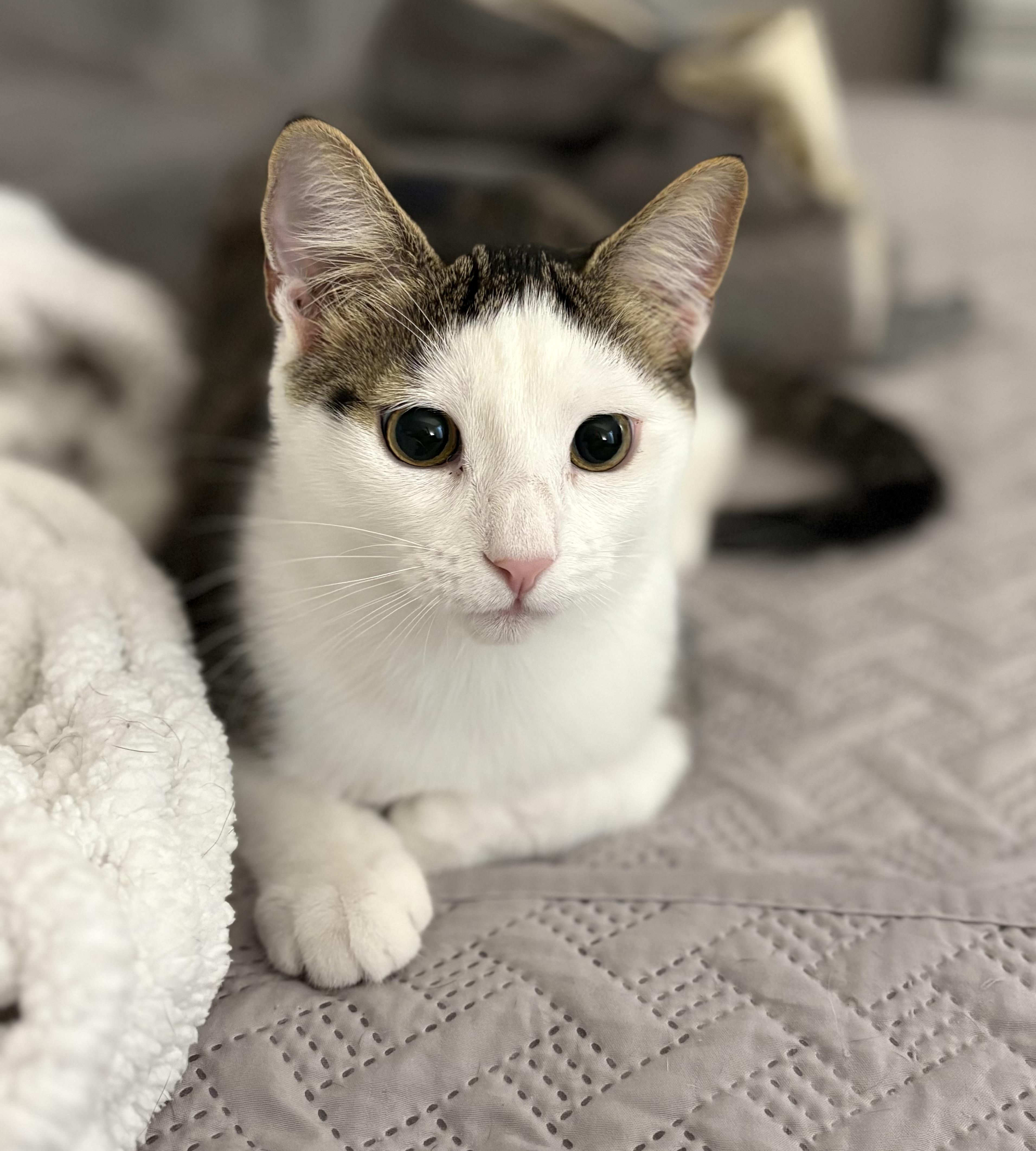 Enlarge Pearl, a Adoptable Domestic Short Hair in Brooksville, FL image 1/5