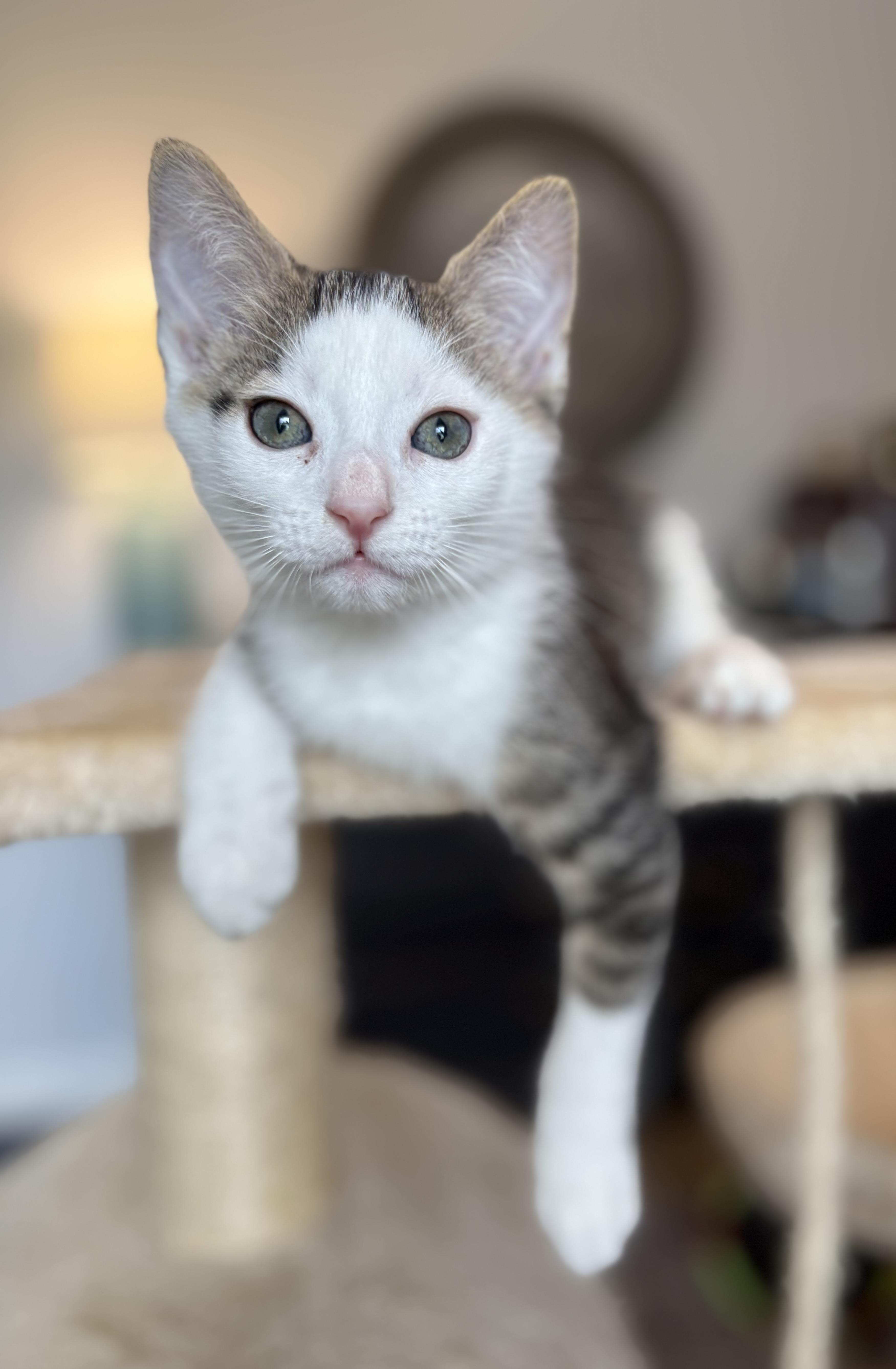 Pearl photo 3