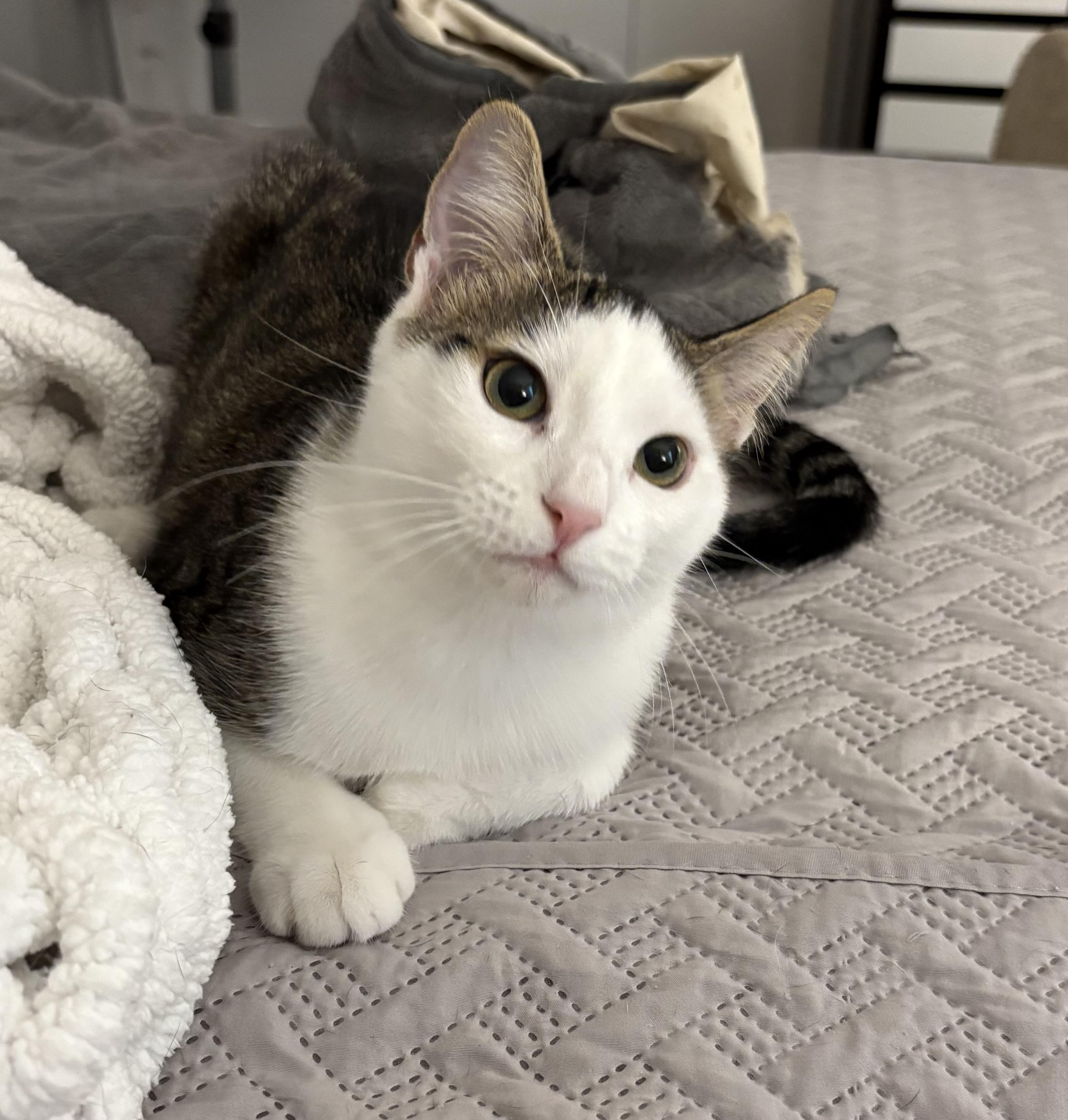 Enlarge Pearl, a Adoptable Domestic Short Hair in Brooksville, FL image 3/5