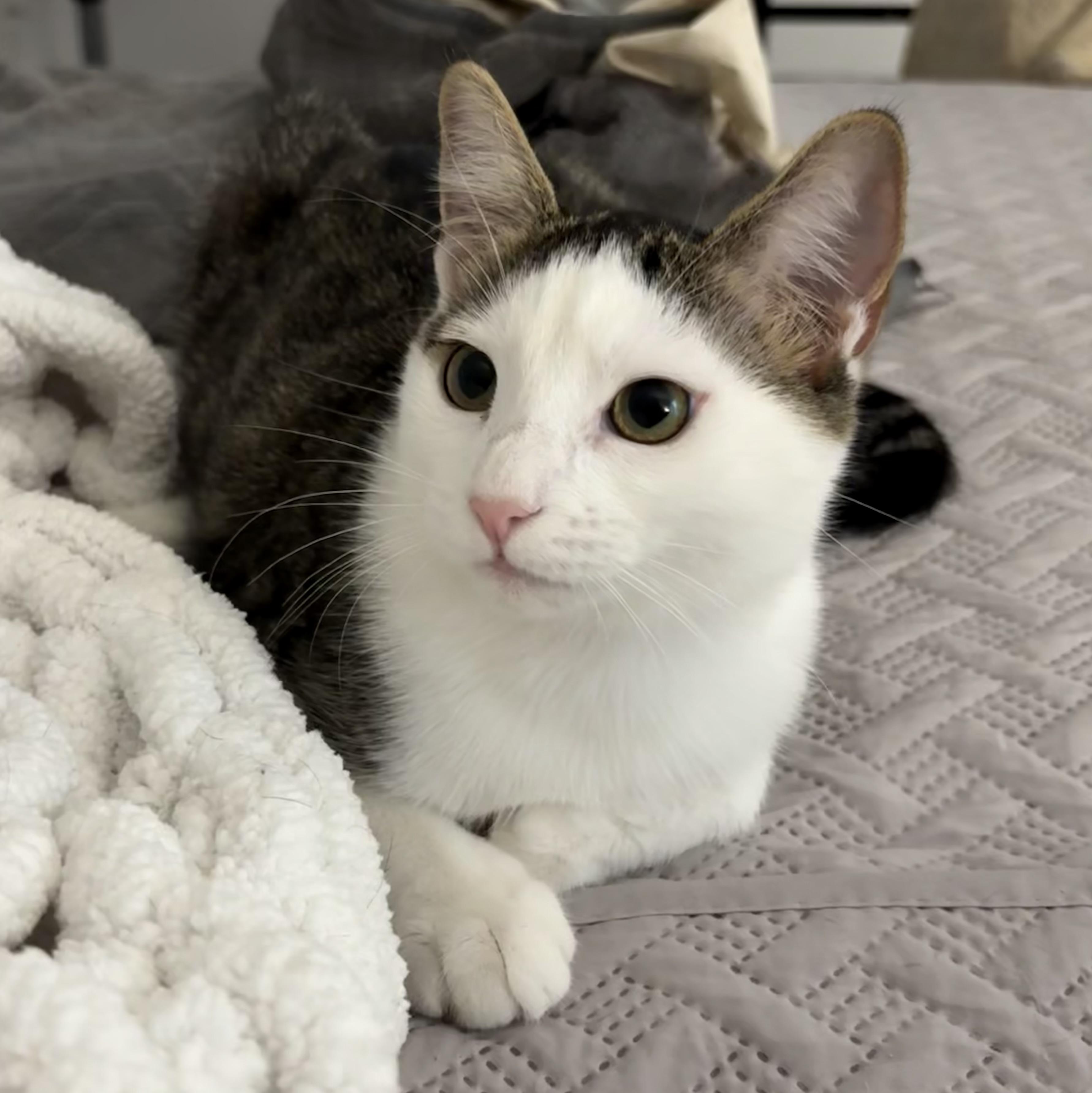 Enlarge Pearl, a Adoptable Domestic Short Hair in Brooksville, FL image 4/5