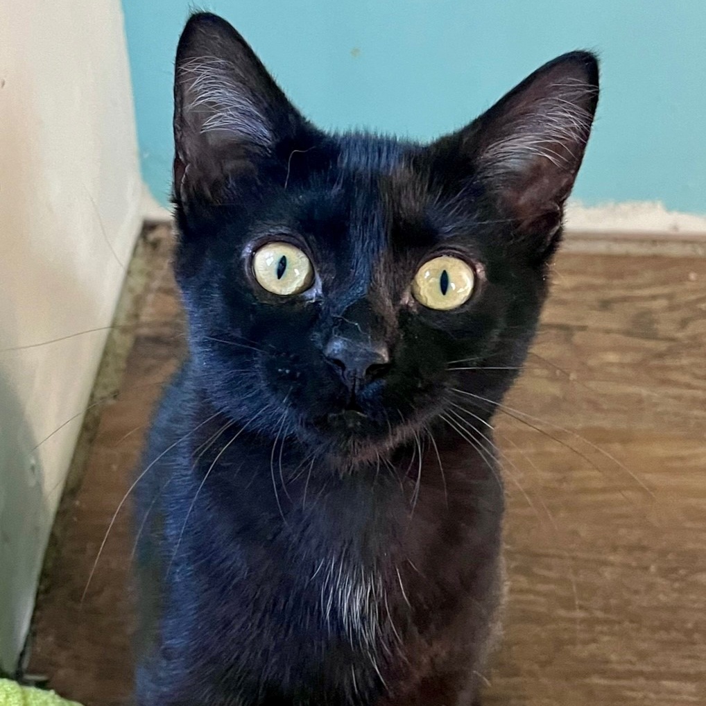 Licorice Lane 0624 (bonded w/ Caramel) 2