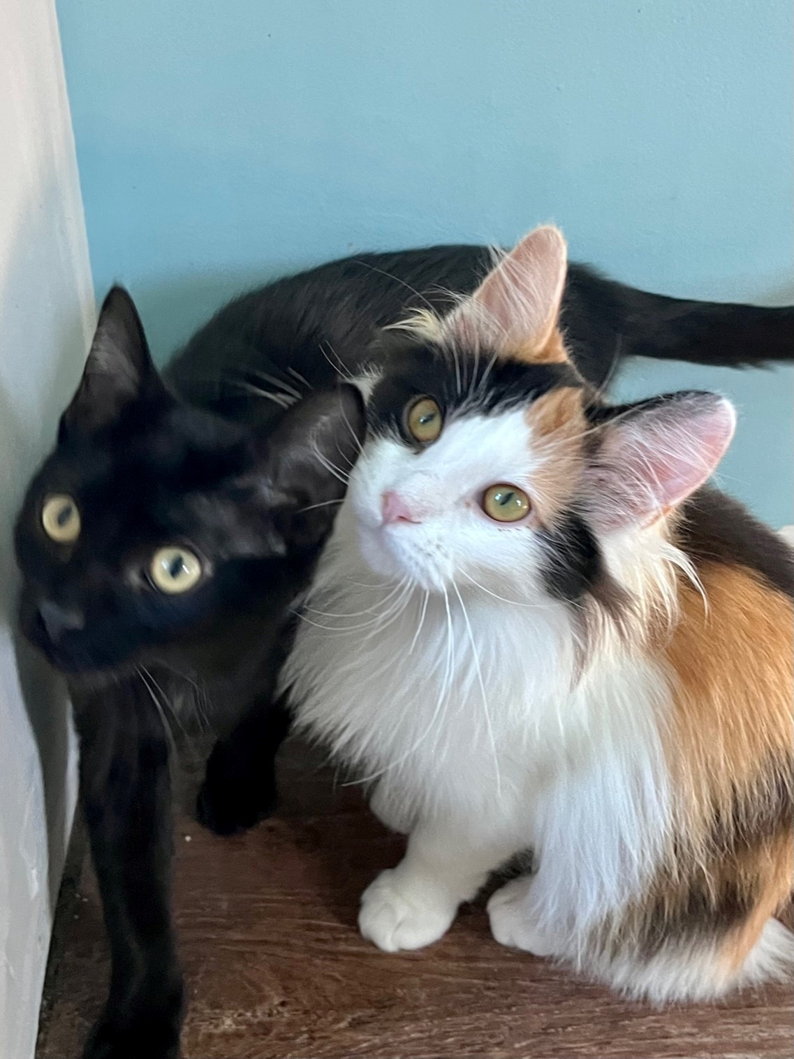 Licorice Lane 0624 (bonded w/ Caramel) 3