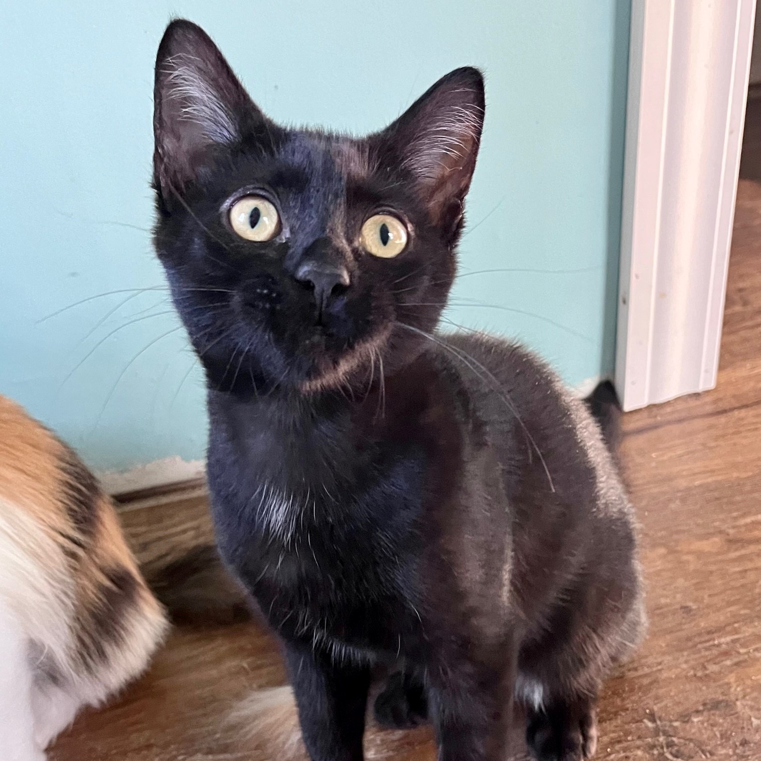 Licorice Lane 0624 (bonded w/ Caramel)