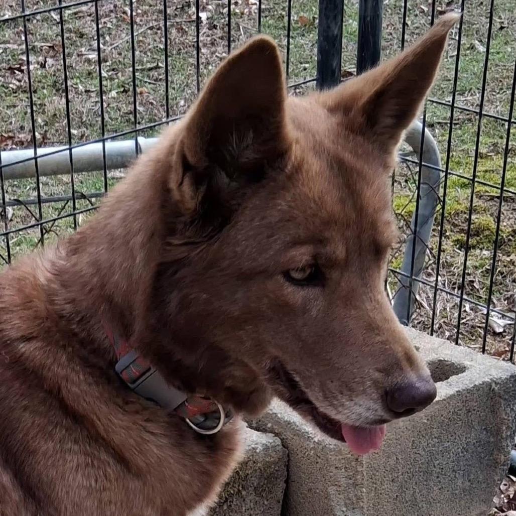 Crabby Patti, Adoptable, Adult Female Mixed Breed.