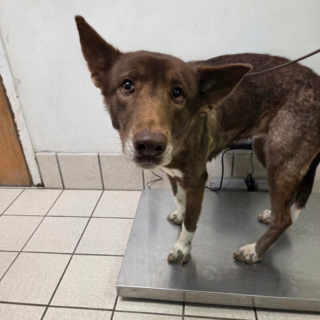 Enlarge Crabby Patti, a Adoptable Mixed Breed in Charleston, WV image 2/3