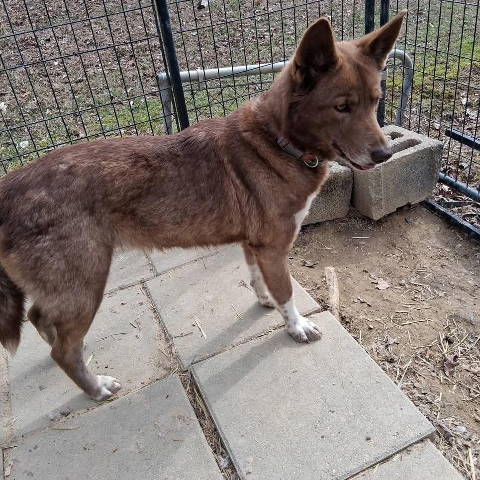 Enlarge Crabby Patti, a Adoptable Mixed Breed in Charleston, WV image 3/3