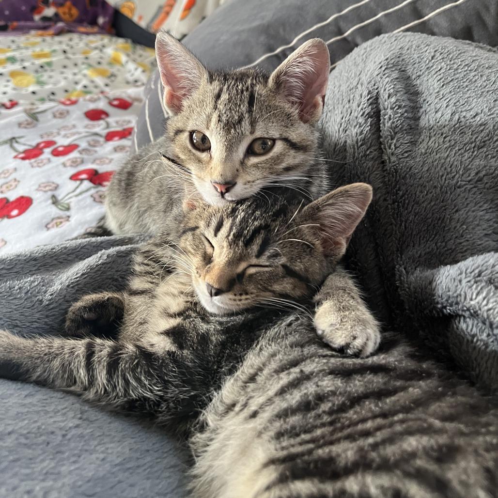 Theo (and Swiss Miss), Adoptable, Kitten Male Domestic Short Hair.