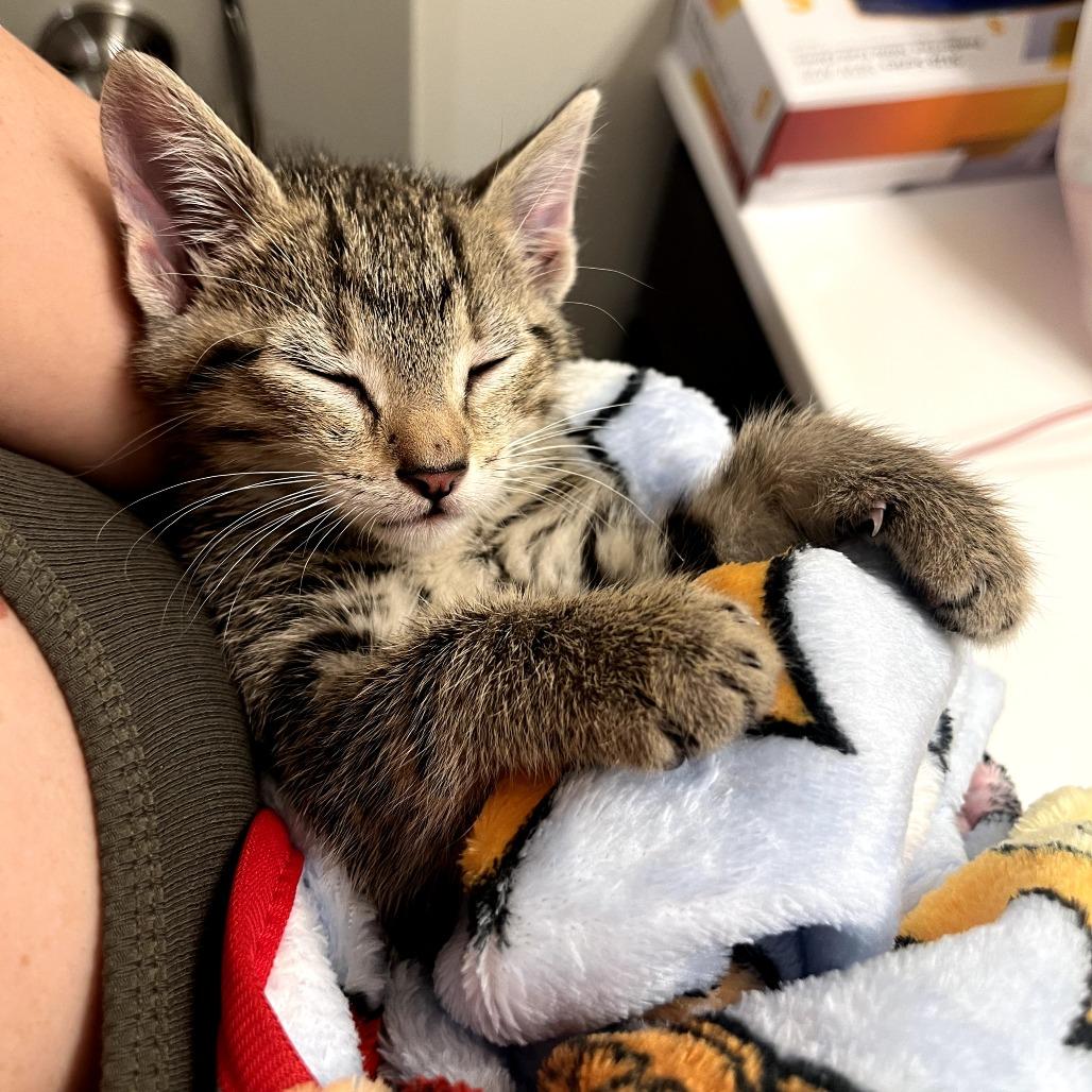 Enlarge Theo (and Swiss Miss), a Adoptable Domestic Short Hair in Columbia, MO image 2/6