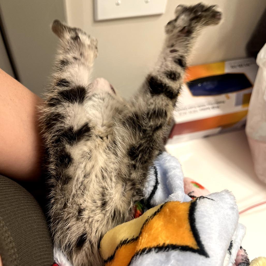 Enlarge Theo (and Swiss Miss), a Adoptable Domestic Short Hair in Columbia, MO image 3/6