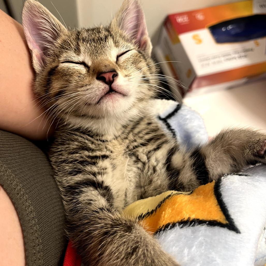 Enlarge Theo (and Swiss Miss), a Adoptable Domestic Short Hair in Columbia, MO image 4/6