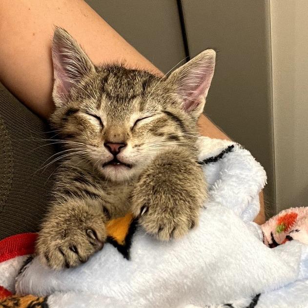 Enlarge Theo (and Swiss Miss), a Adoptable Domestic Short Hair in Columbia, MO image 5/6