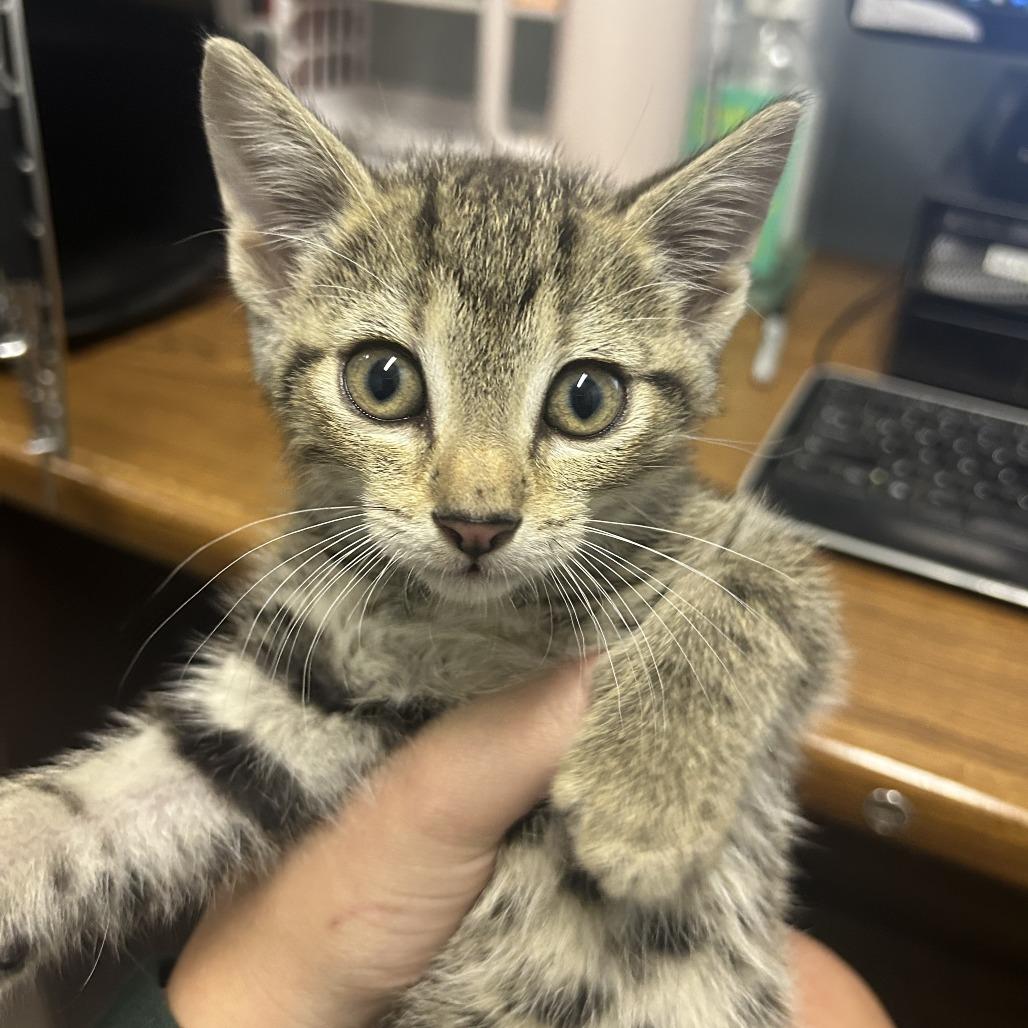 Enlarge Theo (and Swiss Miss), a Adoptable Domestic Short Hair in Columbia, MO image 6/6