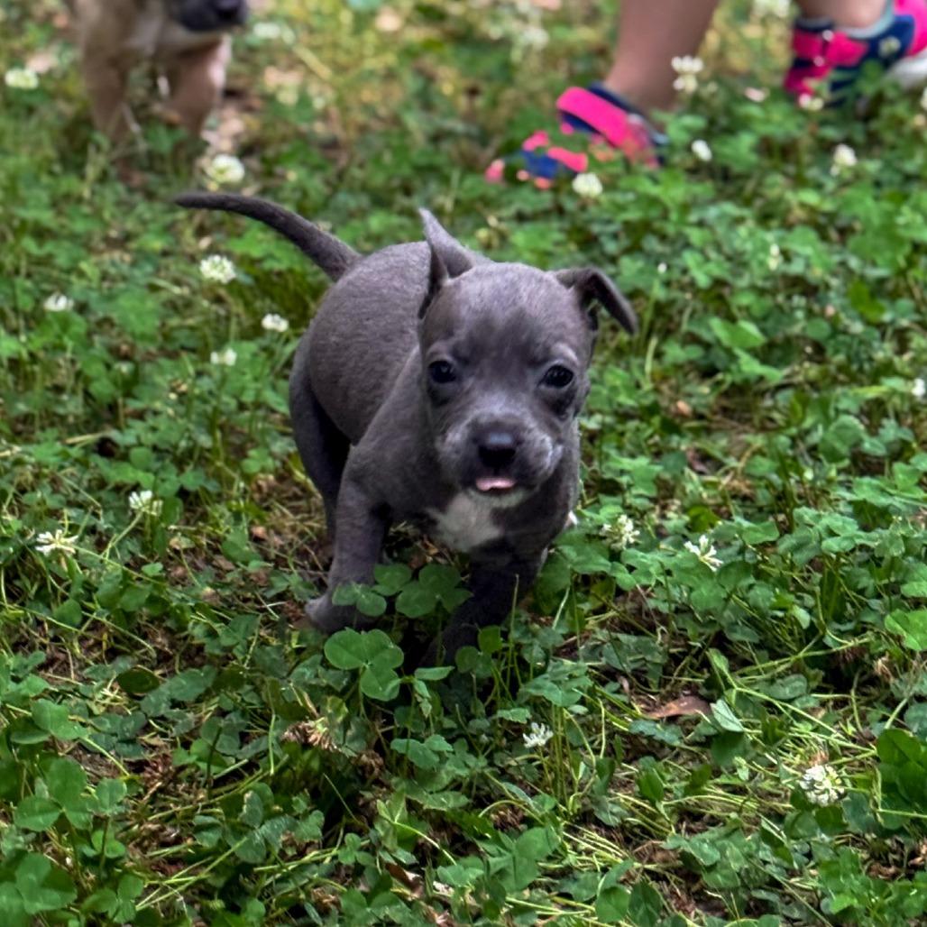 Alexander, Adoptable, Puppy Male American Staffordshire Terrier & Rat Terrier.