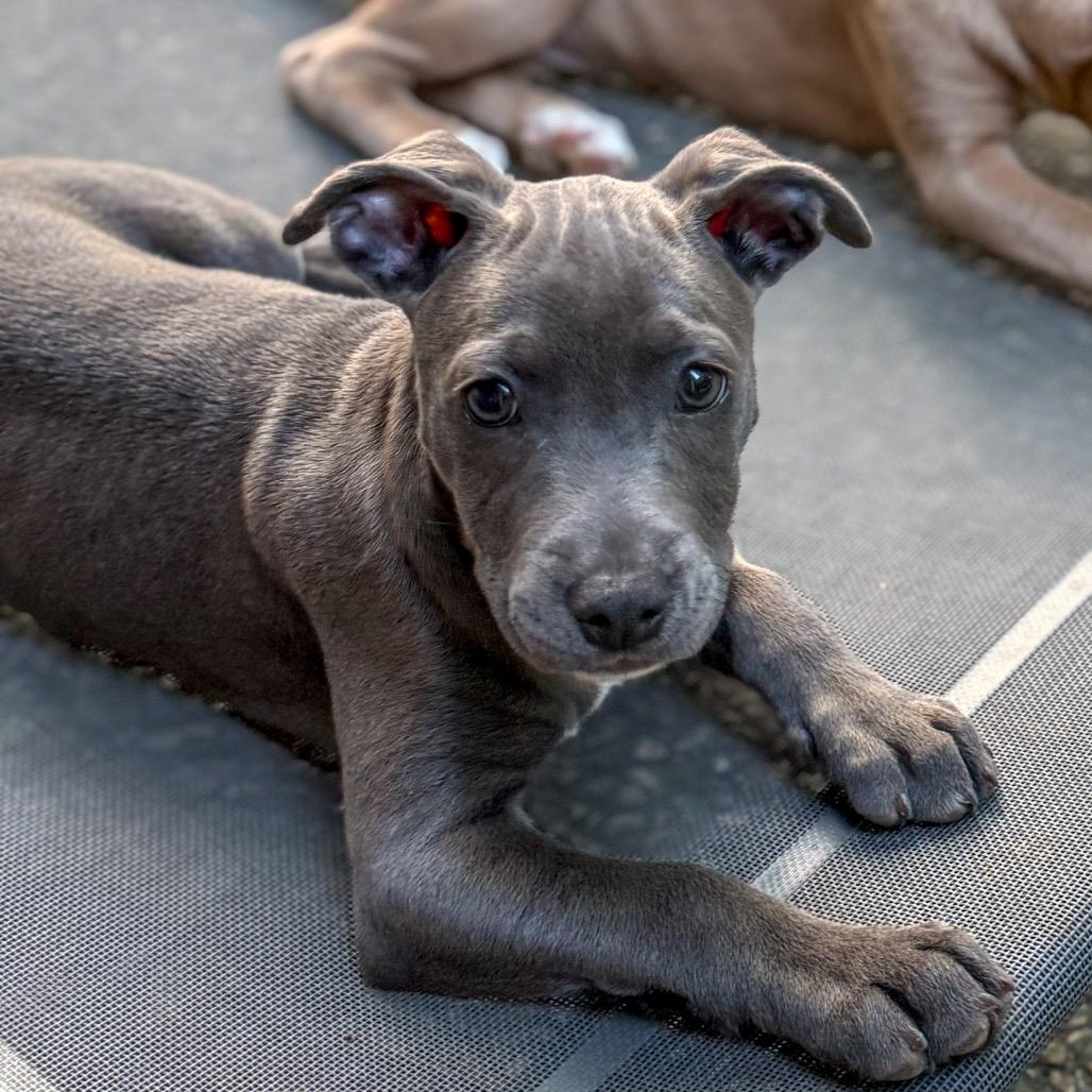 Enlarge Alexander, a Adoptable mixed breed in Baton Rouge, LA image 2/5