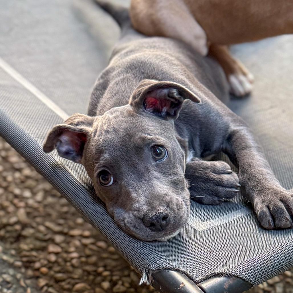 Enlarge Alexander, a Adoptable mixed breed in Baton Rouge, LA image 3/5