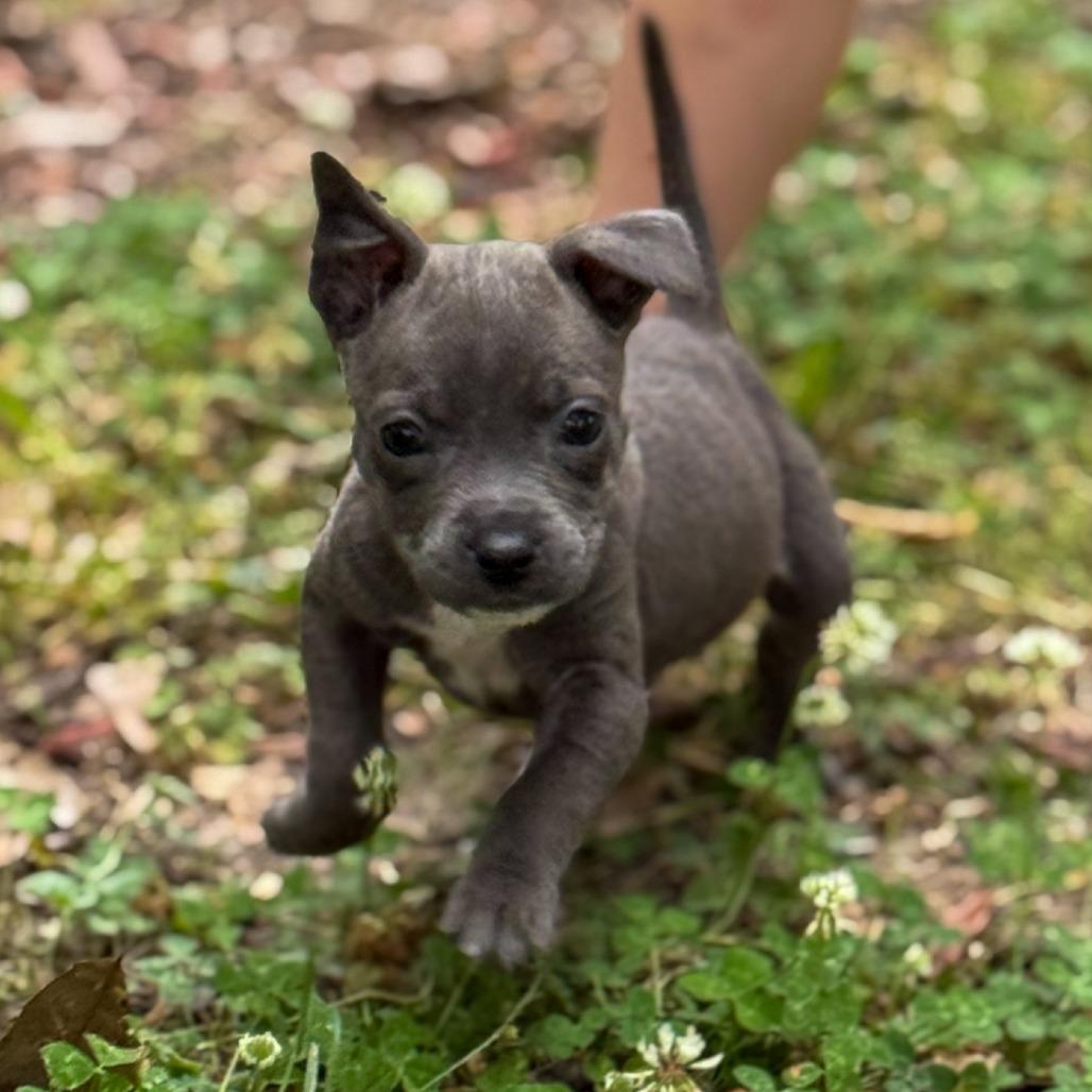 Enlarge Alexander, a Adoptable mixed breed in Baton Rouge, LA image 5/5
