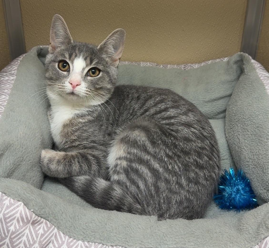 Elsa, ADOPTABLE, Young Female Domestic Short Hair.