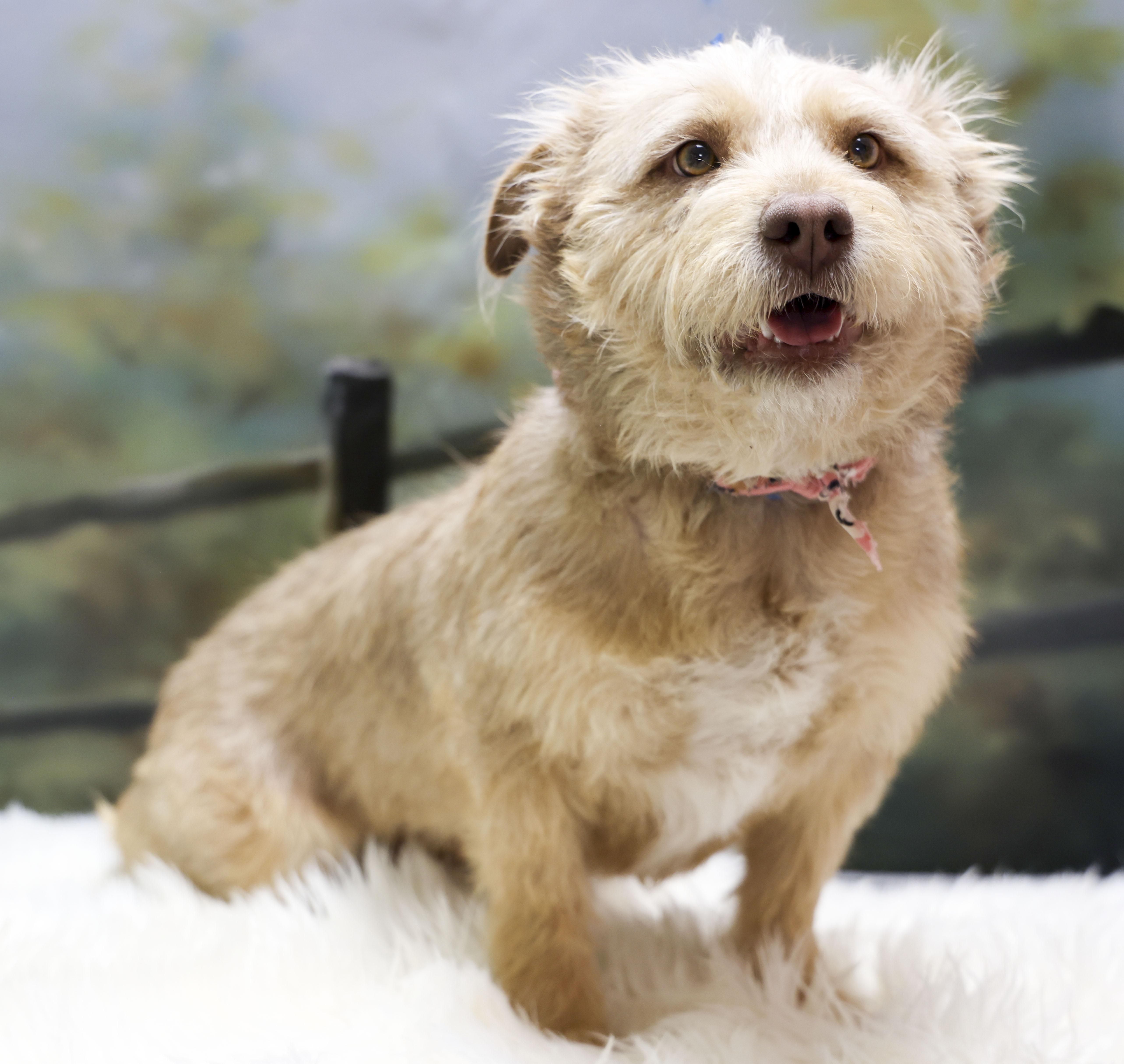 Lola, an adopted Terrier in Casa Grande, AZ image 4/4