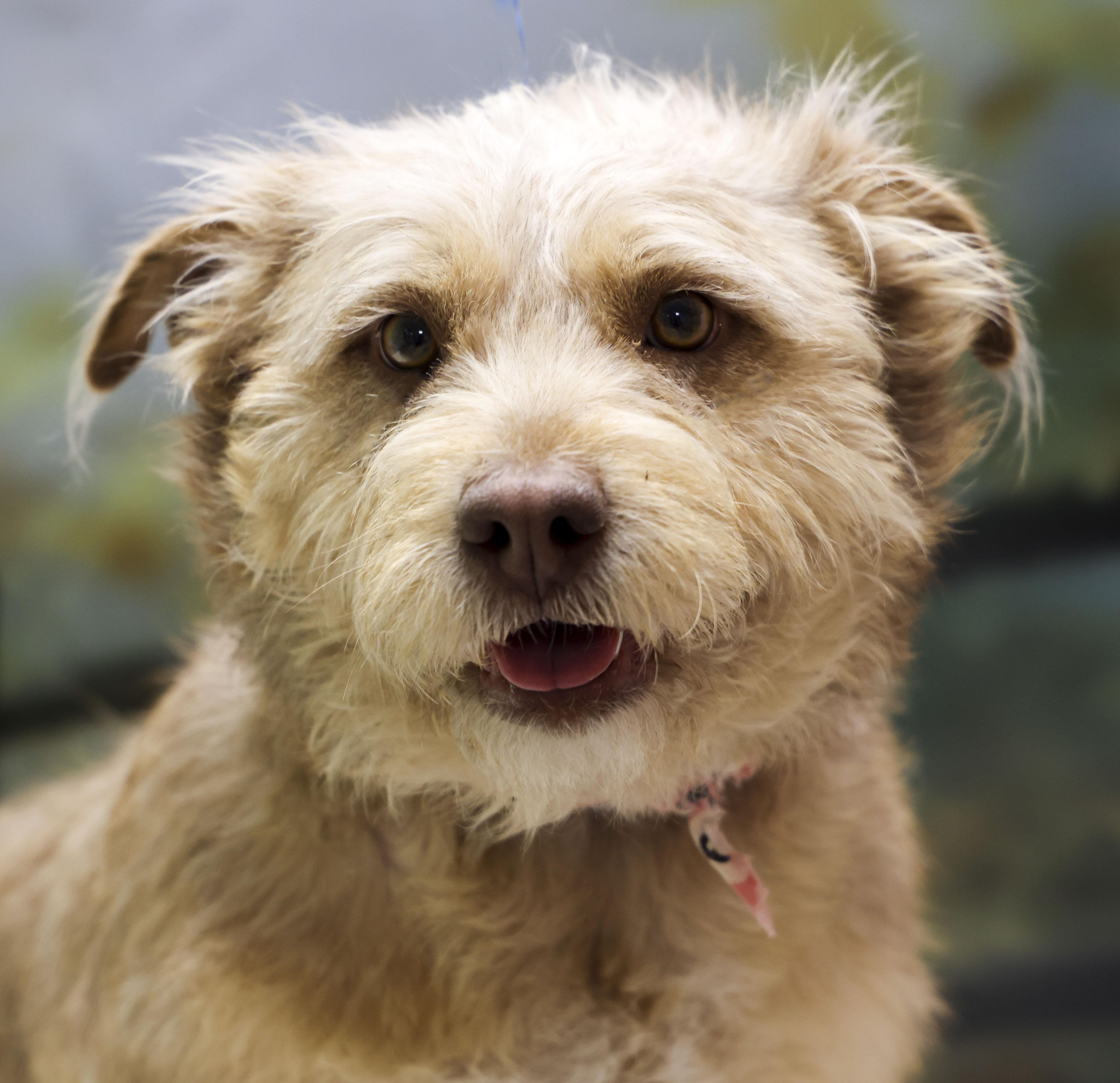 Lola, adopted, Young Female Terrier.