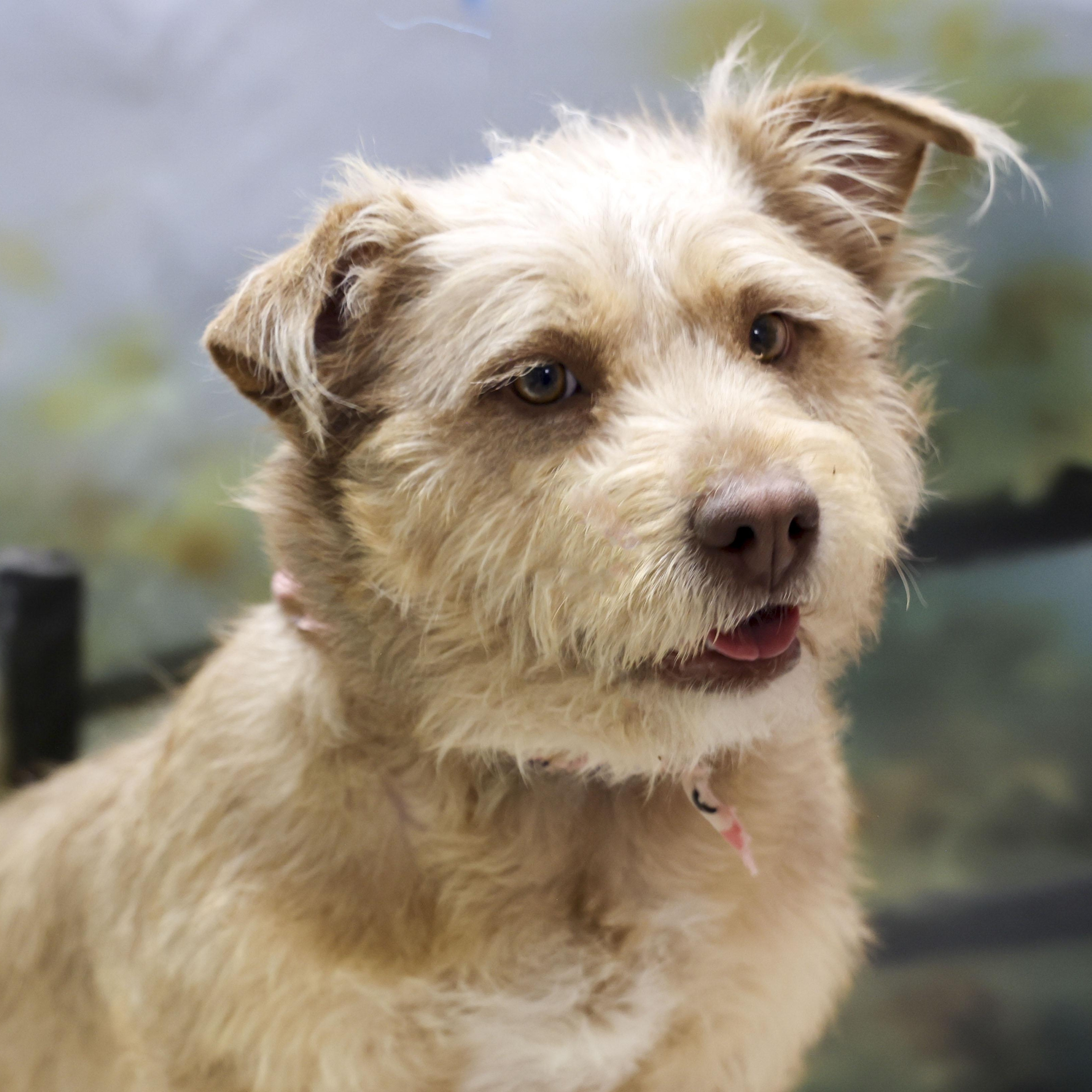 Lola, an adopted Terrier in Casa Grande, AZ image 3/4