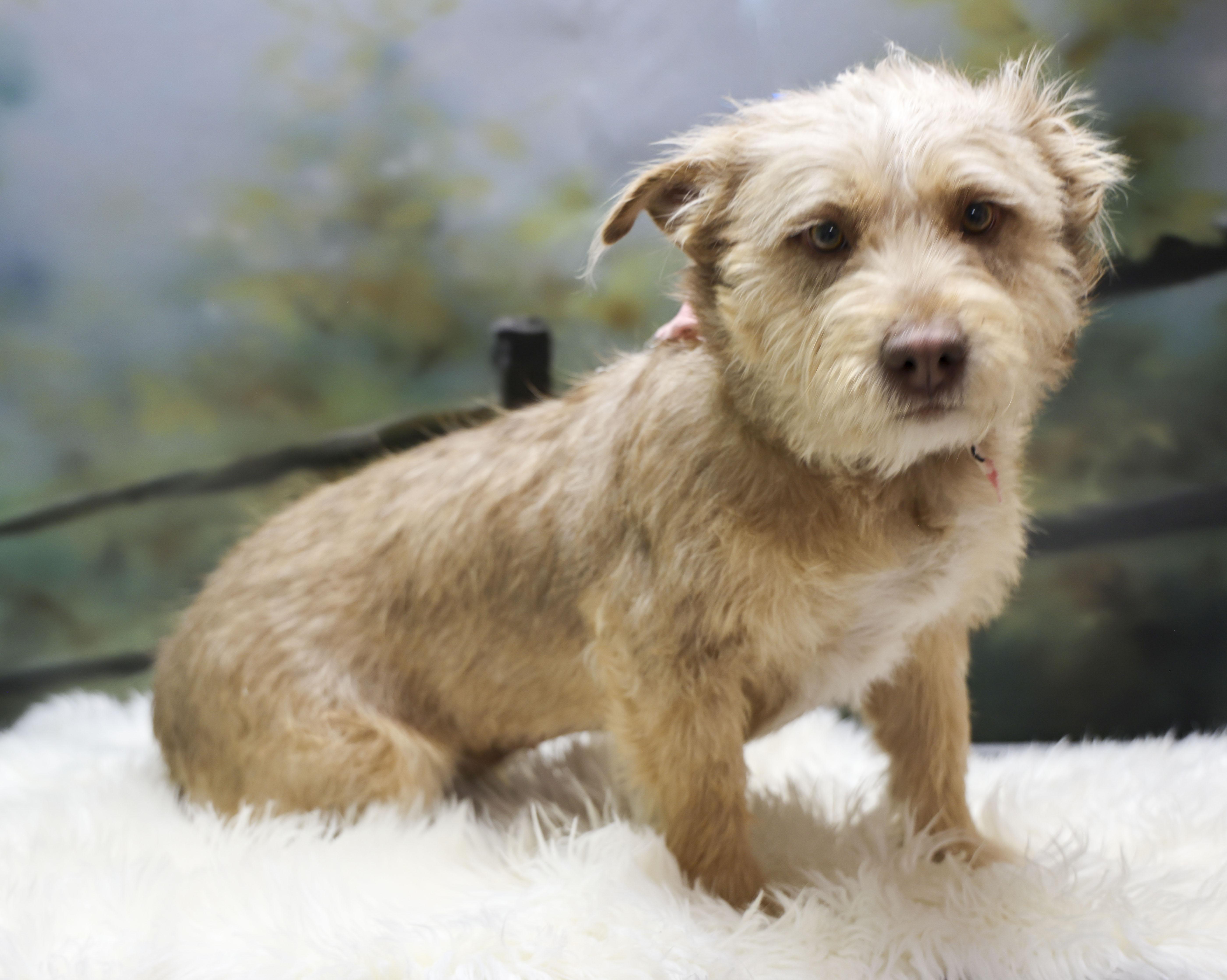 Lola, an adopted Terrier in Casa Grande, AZ image 2/4