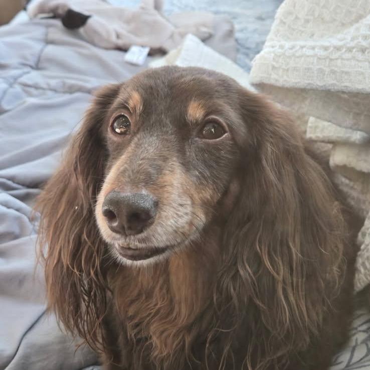 Lulu, Adoptable, Senior Female Dachshund (Miniature Long Haired).