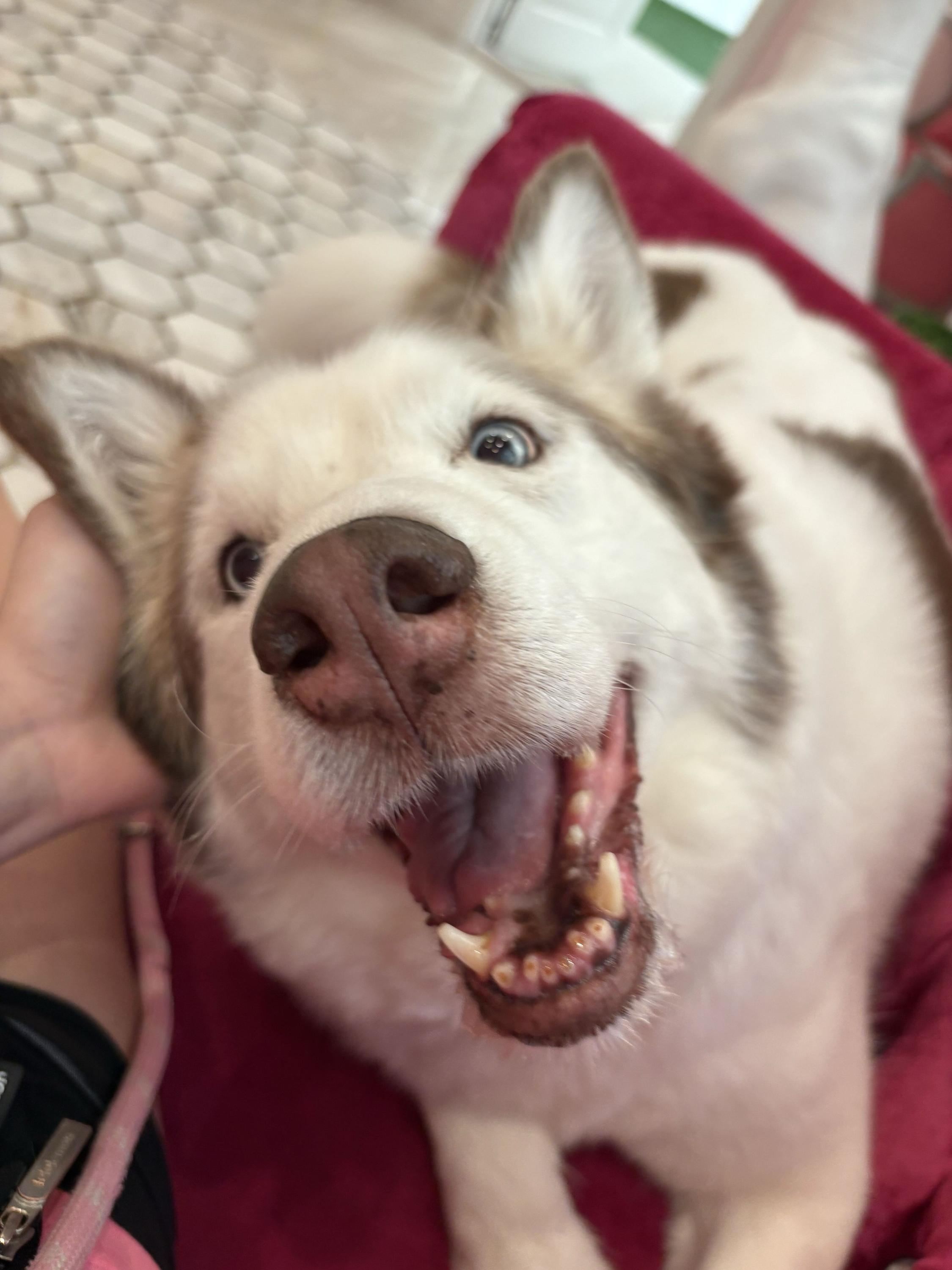 Enlarge Naomi, a ADOPTABLE Husky in O'Fallon, MO image 1/1
