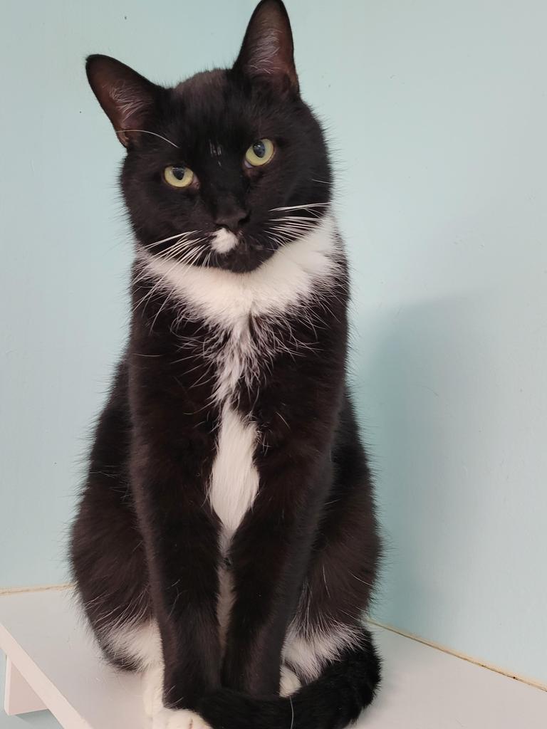 Enlarge Emanuel, a Adoptable mixed breed in Meriden, CT image 2/3