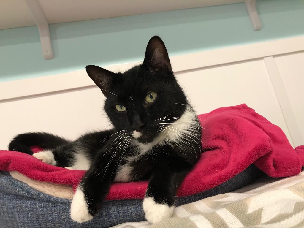 Emanuel, Adoptable, Adult Male Domestic Short Hair.