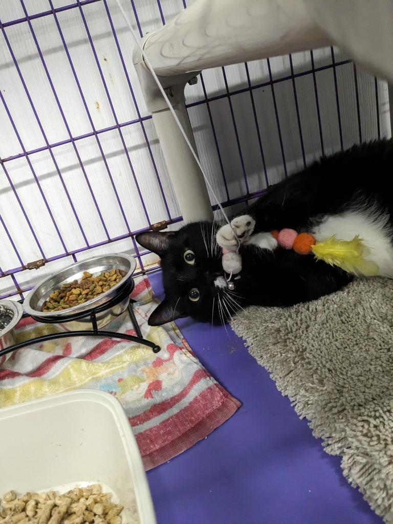 Enlarge Emanuel, a Adoptable mixed breed in Meriden, CT image 3/3