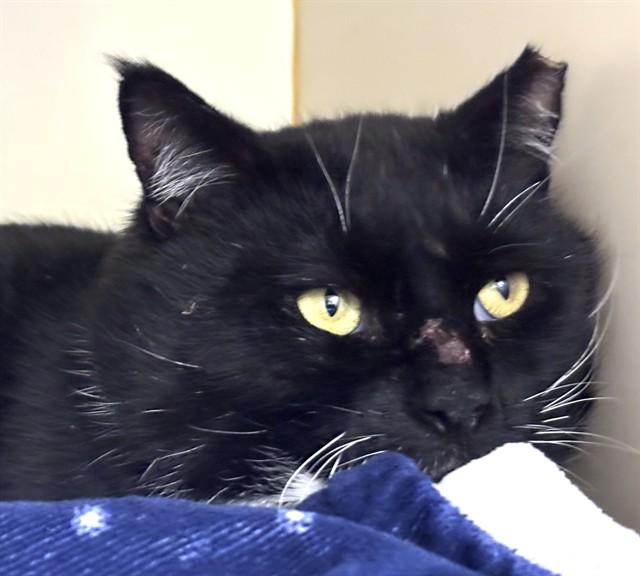 MANNY, Adoptable, Young Male Domestic Short Hair.